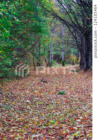 Autumn in the forest Autumn in the forest 124185464