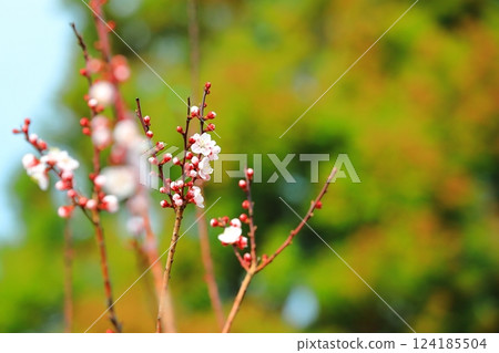 杏花盛開,預示著春天的到來 杏花盛開,預示著春天的到來 124185504