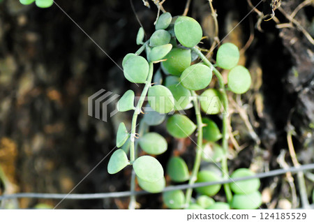 Dischidia nummularia Variegata, Dischidia nummularia Variegatege or dischidia nummularia Dischidia nummularia Variegata, Dischidia nummularia Variegatege or dischidia nummularia 124185529