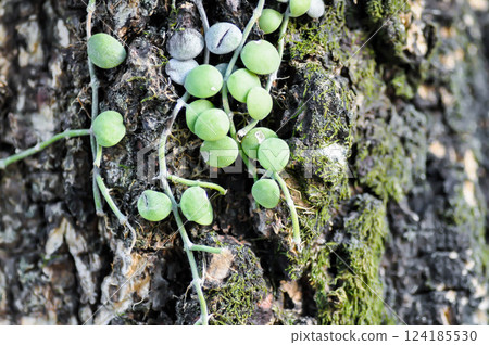 Dischidia nummularia Variegata, Dischidia nummularia Variegatege or dischidia nummularia Dischidia nummularia Variegata, Dischidia nummularia Variegatege or dischidia nummularia 124185530