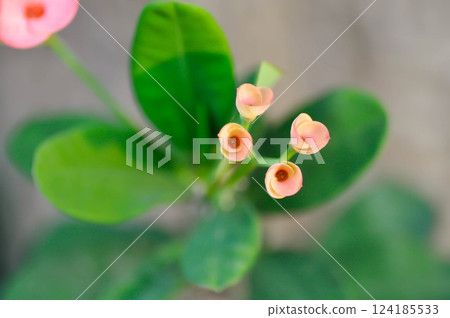 Christ Thorn, Euphorbia milii or Euphorbiaceae or Euphorbia milii Des Moul or Crown of thorns or Christ thorn or pink flower 124185533