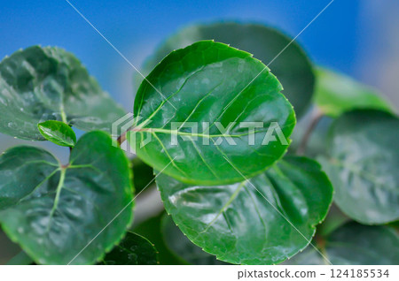 Polyscias fruticosa L Harms,Polyscias fruticosa or Araliaceae Polyscias fruticosa L Harms,Polyscias fruticosa or Araliaceae 124185534