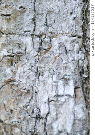 tree bark or bark , Alstonia scholaris or APOCYNACEAE or Devil Tree or White Cheesewood or Devil Bark or Black Board Tree tree bark or bark , Alstonia scholaris or APOCYNACEAE or Devil Tree or White Cheesewood or Devil Bark or Black Board Tree 124185537