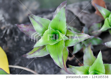 Basket Plant, Chain Plant or Inch Plant or Callisia fragrans or Commelinaceae Basket Plant, Chain Plant or Inch Plant or Callisia fragrans or Commelinaceae 124185538