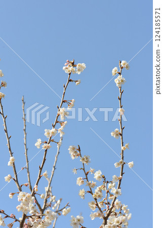 藍天白雲下的白色櫻花 124185571