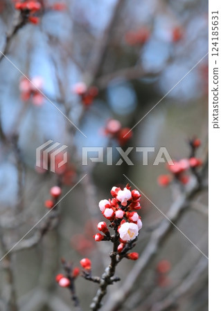 杏花盛開,預示著春天的到來 杏花盛開,預示著春天的到來 124185631