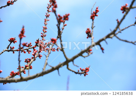 杏花盛開,預示著春天的到來 杏花盛開,預示著春天的到來 124185638