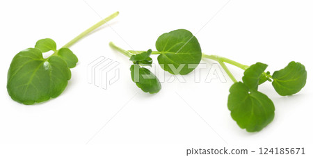 Fresh organic watercress 124185671