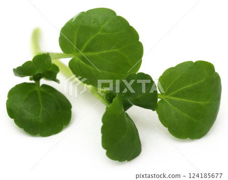 Fresh organic watercress 124185677