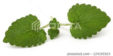 Lemon balm 124185923