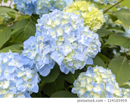 A light blue hydrangea 124185959