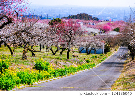 Plum and rapeseed flower path 124186040