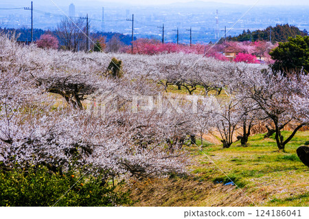 The red and white plum grove of Misato Plum Grove 124186041