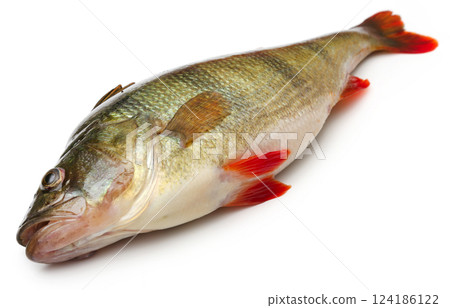 European Perch European Perch 124186122