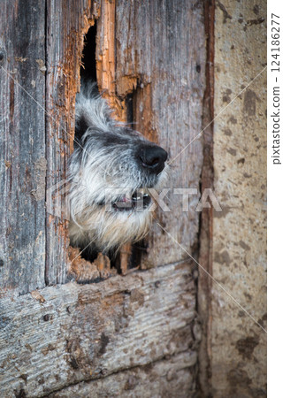 Muse of a dog comes out of a broken door 124186277