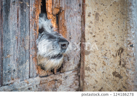 Muse of a dog comes out of a broken door Muse of a dog comes out of a broken door 124186278