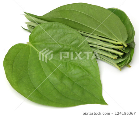 Betel leaves 124186367