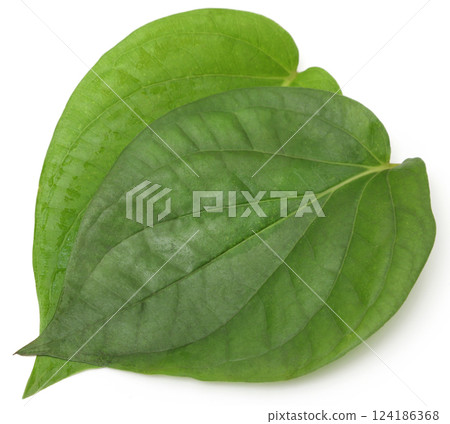 Betel leaves 124186368