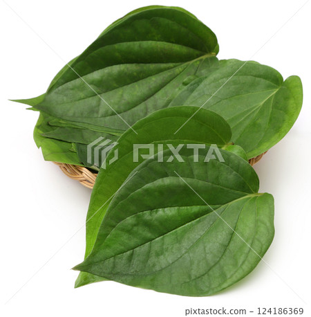 Betel leaves 124186369