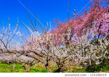 Kawazu cherry blossoms and white plum grove 124186419