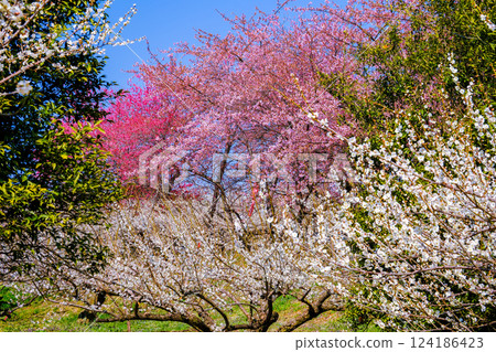 Red and white plum grove and mandarin orange trees Red and white plum grove and mandarin orange trees 124186423