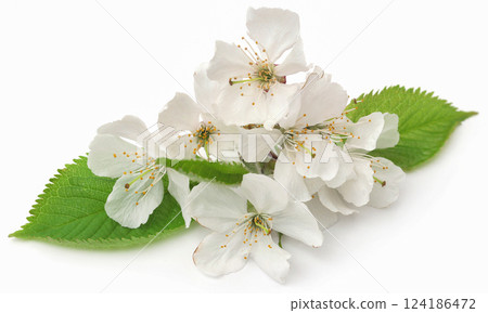 White cherry flower with green leaves 124186472