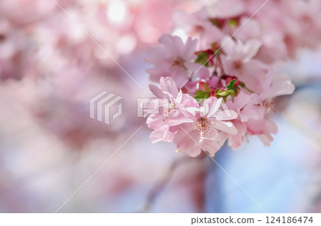 Cherry blossom in a park 124186474