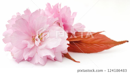 Prunus Kanzan of double flower cherry Prunus Kanzan of double flower cherry 124186483