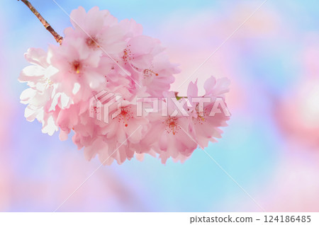 Cherry blossom in a park Cherry blossom in a park 124186485
