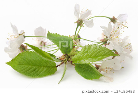 White cherry flower White cherry flower 124186488