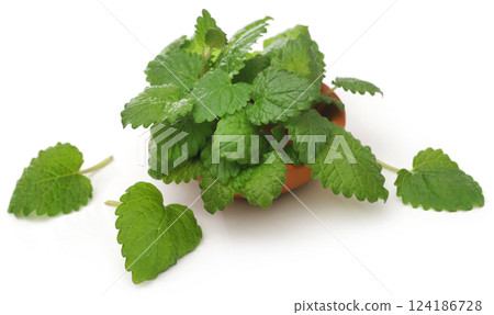 Lemon balm Lemon balm 124186728