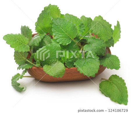 Lemon balm Lemon balm 124186729