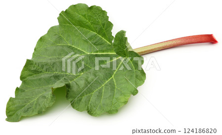 Fresh rhubarb Fresh rhubarb 124186820