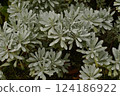 The beautiful shape of the leaves of the Mokubyakko 124186922