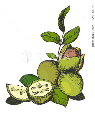 Vector angular composition of walnut in color engraving technique. Unripe walnut seeds whole and halves, leaves and space for text. Label design for Nocino liqueur. Linear sketch on white background. Vector angular composition of walnut in color engraving technique. Unripe walnut seeds whole and halves, leaves and space for text. Label design for Nocino liqueur. Linear sketch on white background. 124186940