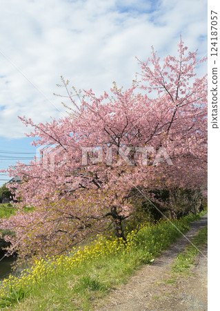 (Aogehori River, Kuki City, Saitama Prefecture) Rape blossom fields and rows of cherry trees along an irrigation canal 124187057
