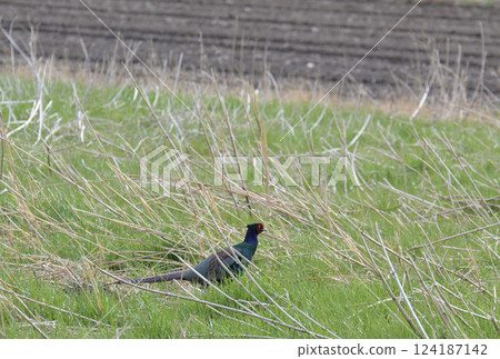 Birds of Kusamura 124187142