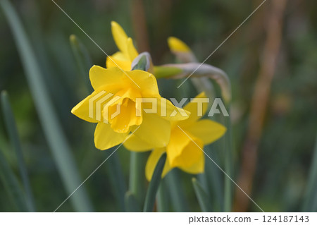 Yellow flower Yellow flower 124187143