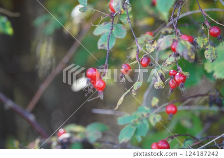 Red berries of Yamanasu in an autumn field Red berries of Yamanasu in an autumn field 124187242