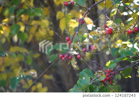 秋日田野中的山莓紅色果實 124187243