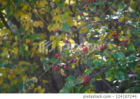秋日田野中的山莓紅色果實 124187244
