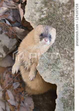 一隻好奇的黃鼠狼從岩石後面探出頭來④ 124187258