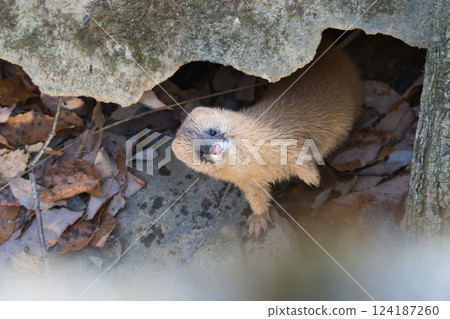 A curious weasel peeking out from behind a rock② A curious weasel peeking out from behind a rock② 124187260