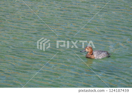 A female duck swimming in the river, Kamogawa, Kyoto A female duck swimming in the river, Kamogawa, Kyoto 124187439