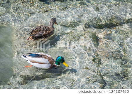 京都市鴨川河畔的綠頭鴨 124187450