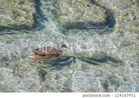 綠頭鴨（雌）京都市鴨川市 124187451