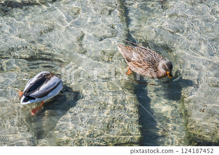 京都市鴨川河畔的綠頭鴨 124187452