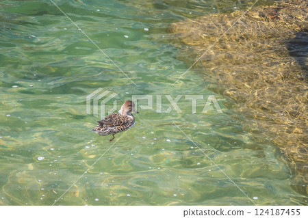 京都市鴨川中游泳的雌性赤頸鴨 124187455