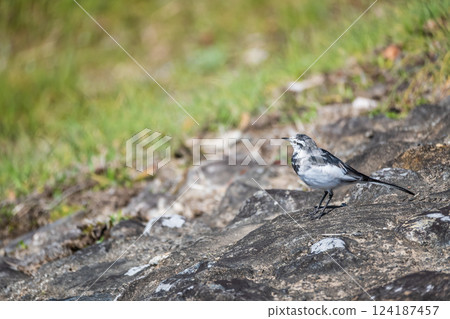 White Wagtail, Kamogawa River, Kyoto City White Wagtail, Kamogawa River, Kyoto City 124187457
