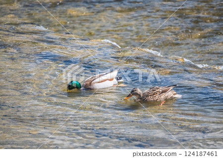 Mallard, Kamogawa River, Kyoto City Mallard, Kamogawa River, Kyoto City 124187461